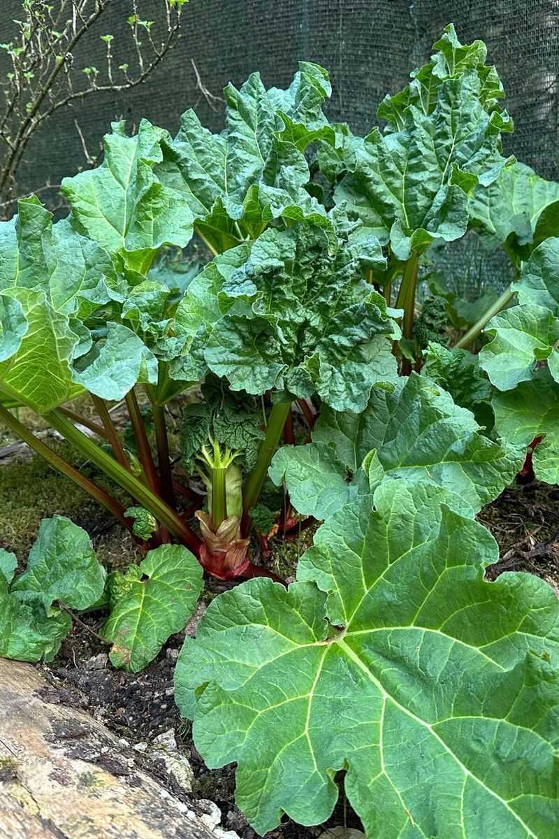 Stop Harvesting By Early Summer