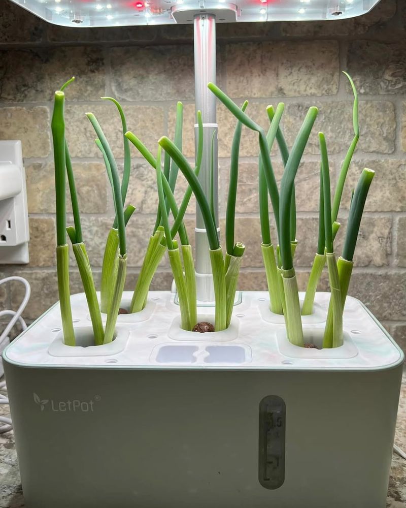 Monitor Temperature For Optimal Growing Conditions