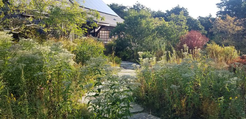 Removing Invasive Plants And Replacing Them With Natives