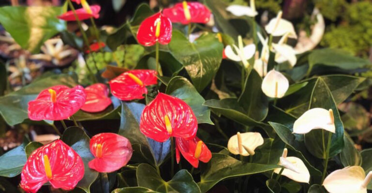 houseplants (featured image)