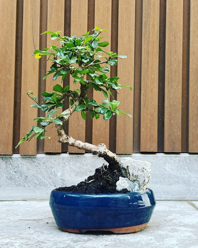 Fukien Tea Tree
