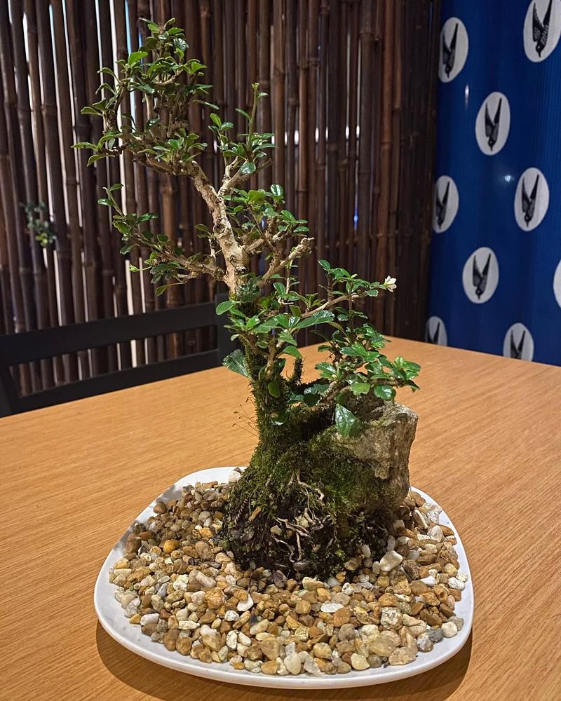 Fukien Tea (Carmona Retusa)