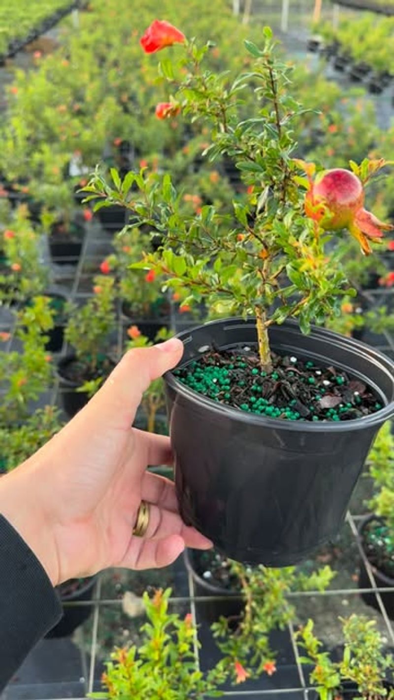Dwarf Pomegranate