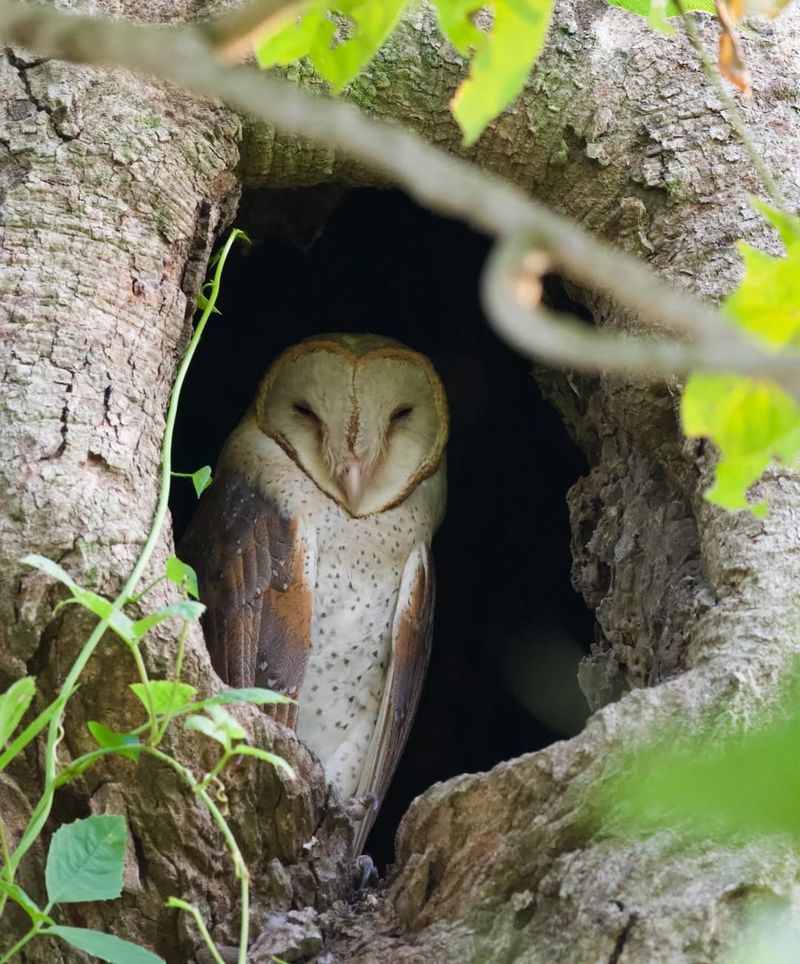 Owls Living In Trees, Barns, Or Structures