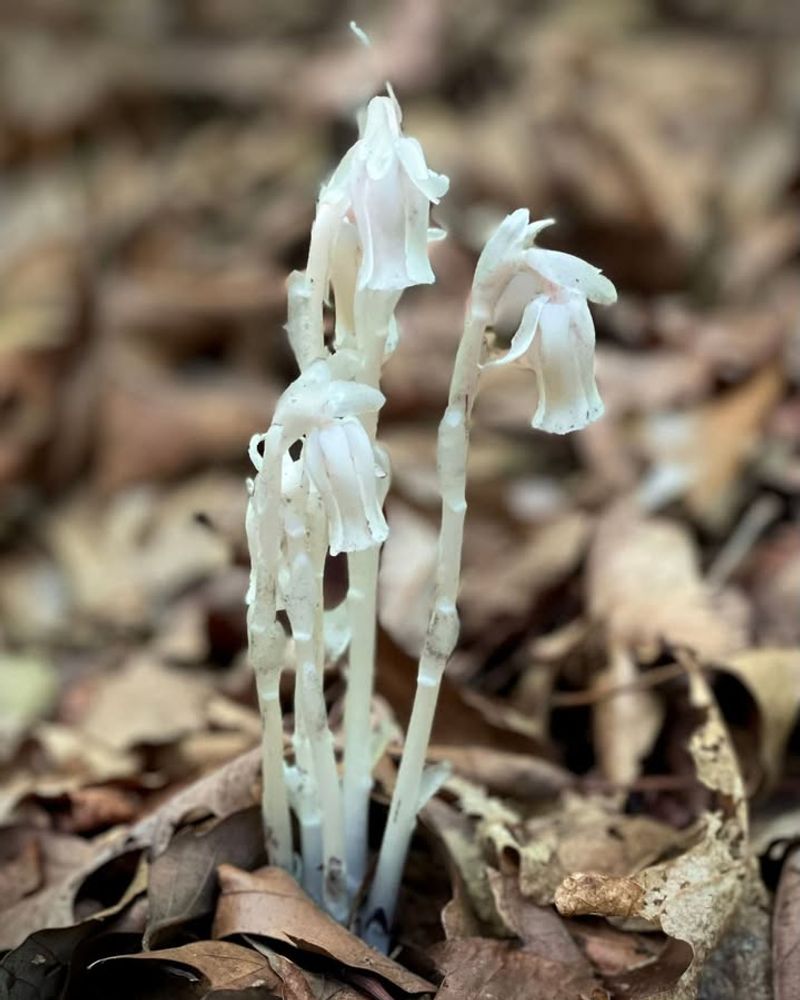 Moist, Shaded Forest Floors