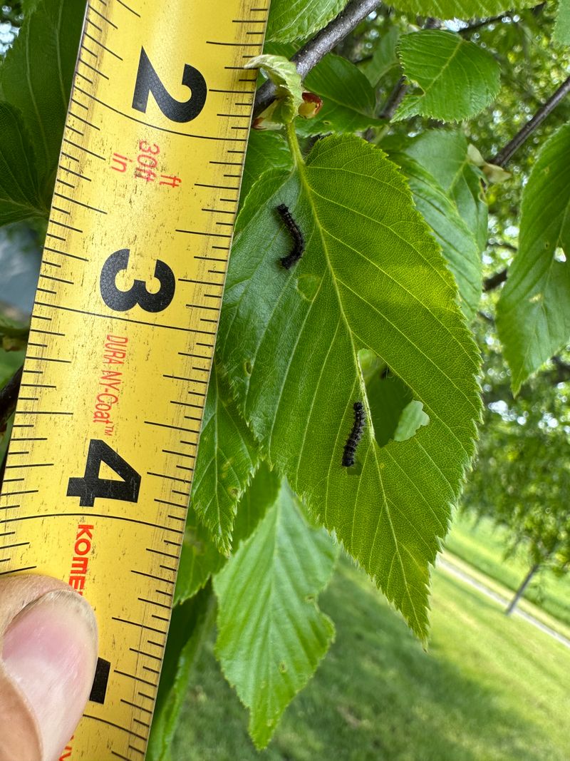 Residents Are Urged To Report New Sightings