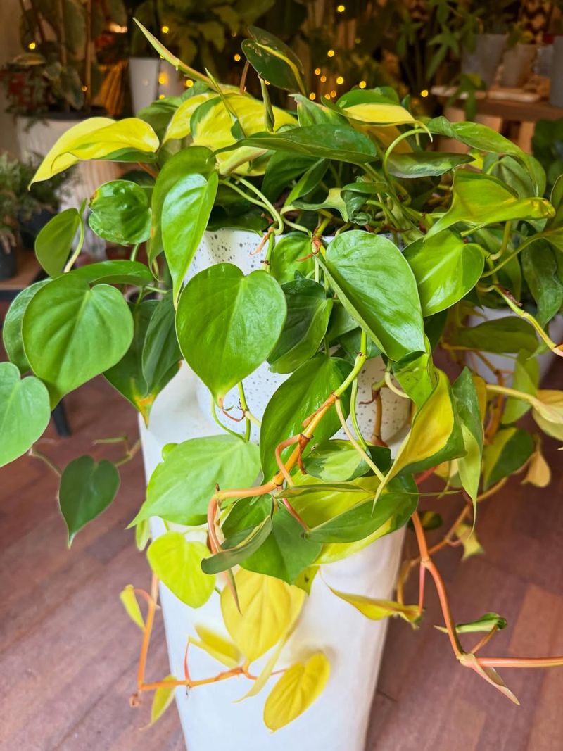 Philodendron Brasil