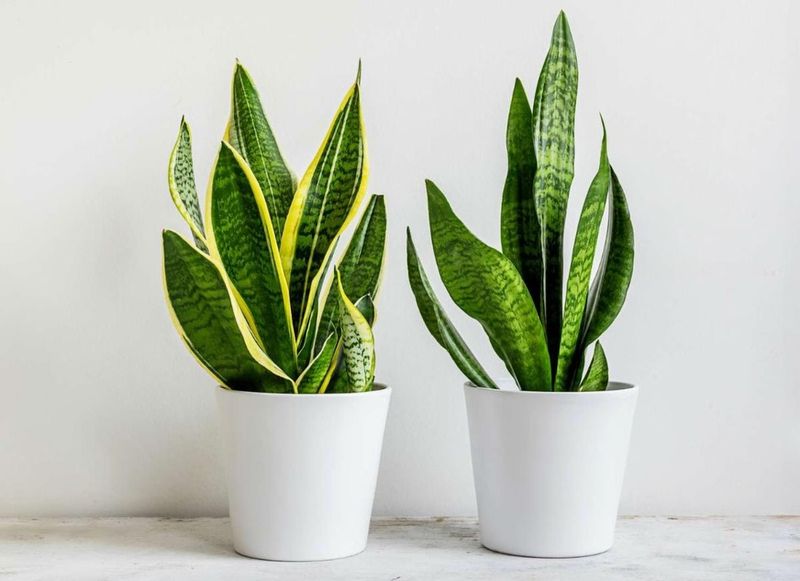 Snake Plant