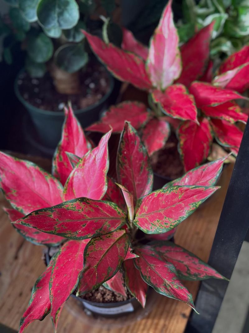 Chinese Evergreen