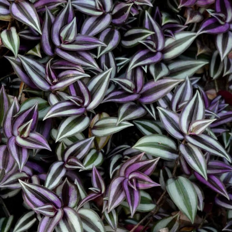 Tradescantia (Wandering Dude)