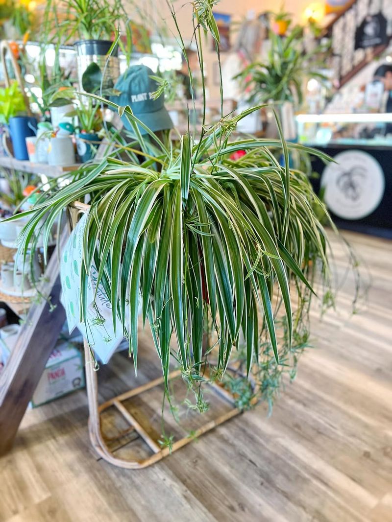 Spider Plant