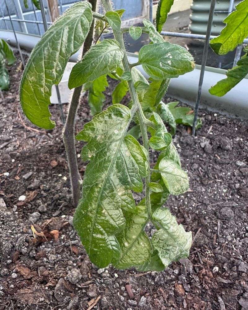 Afternoon Sun Is Hitting Plants At Their Weakest Point