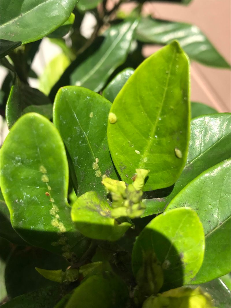 Pest Damage To Buds And New Growth