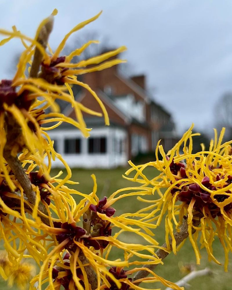 Witch Hazel