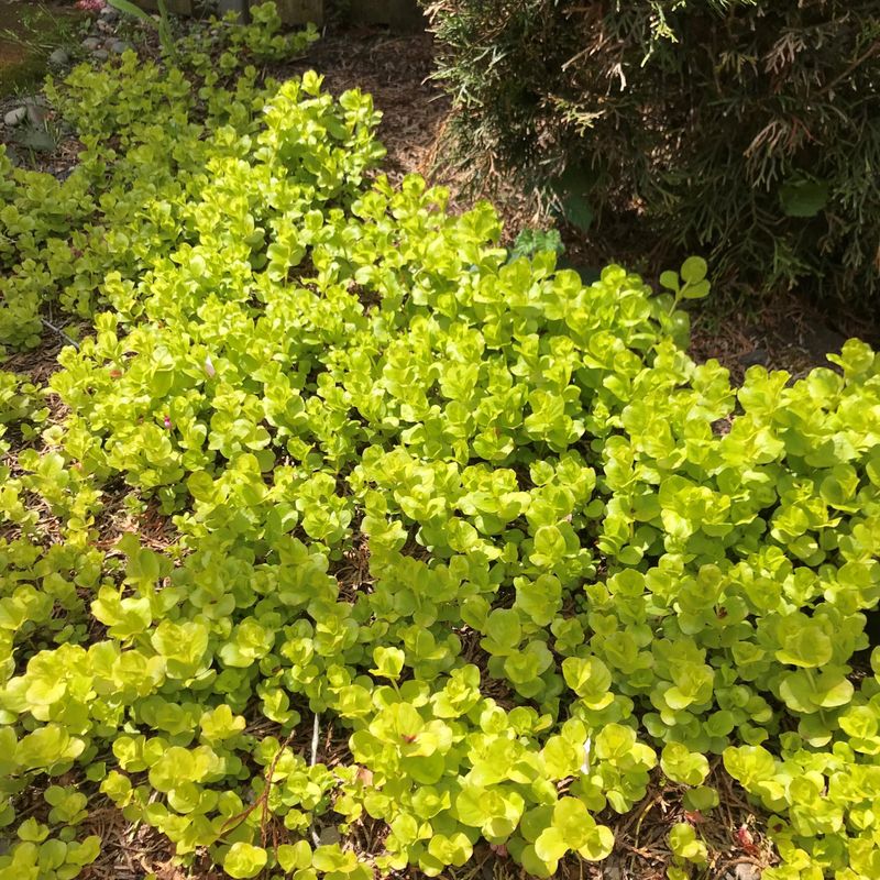 Creeping Jenny
