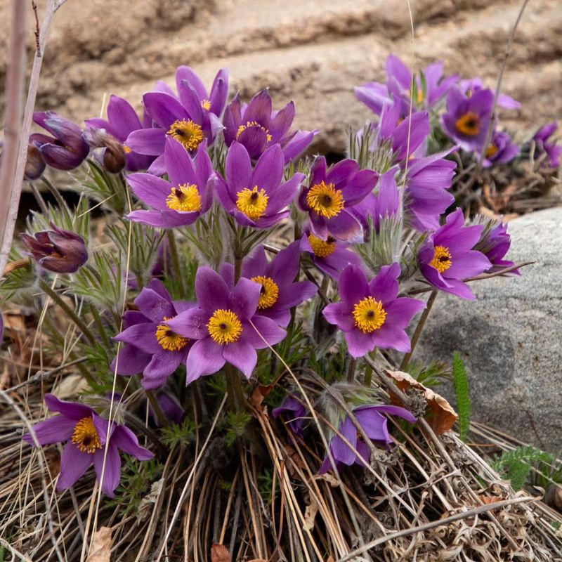 Pasque Flower
