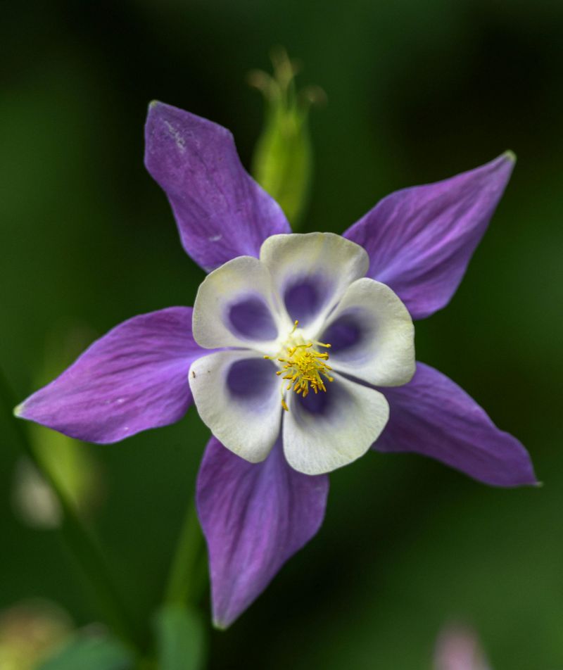 Columbine (Aquilegia)