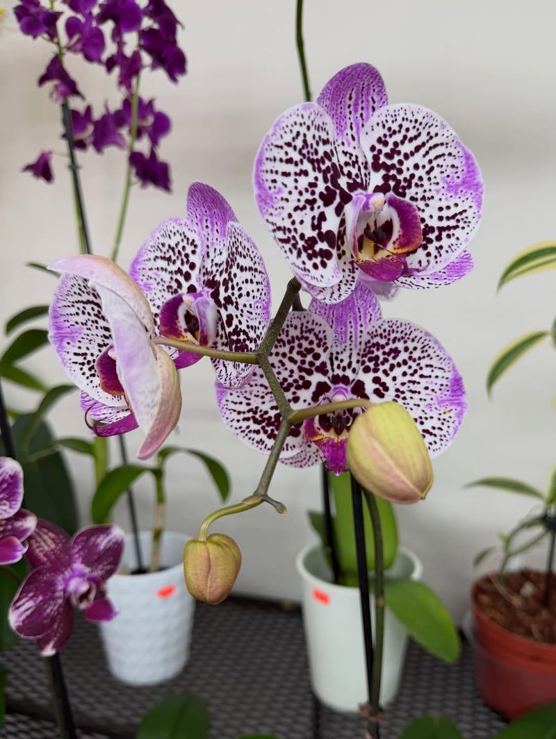 Orchid (Phalaenopsis)