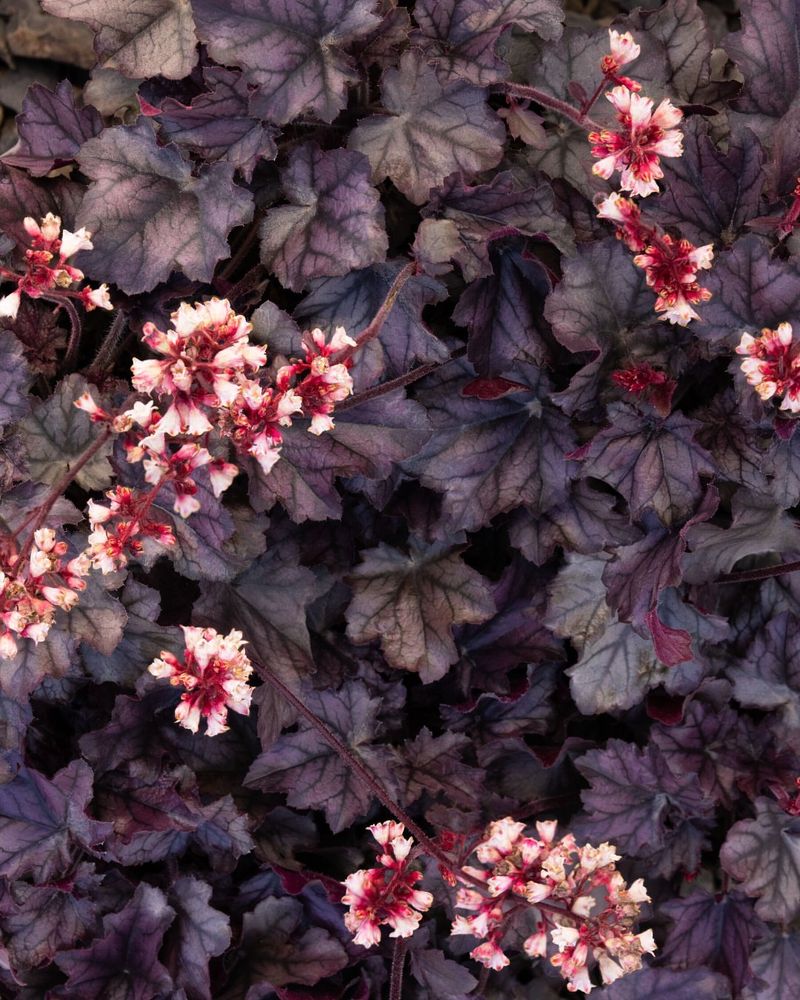 Heuchera (Coral Bells)