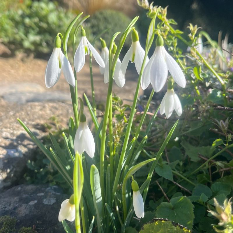 Snowdrop