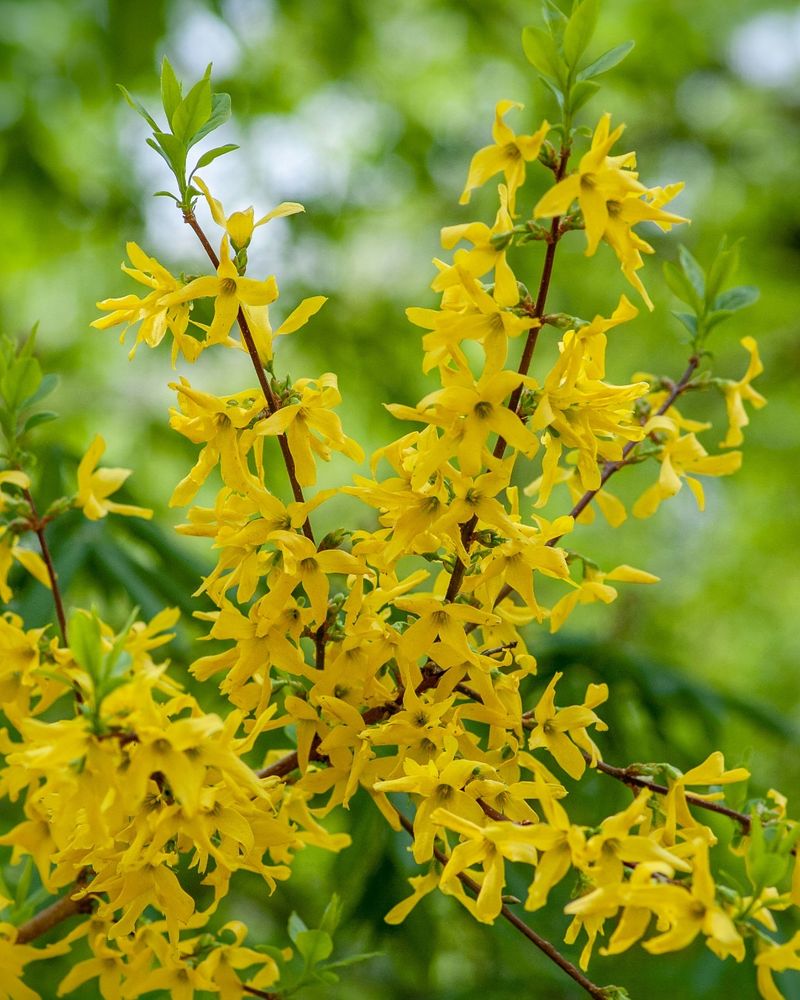 Forsythia
