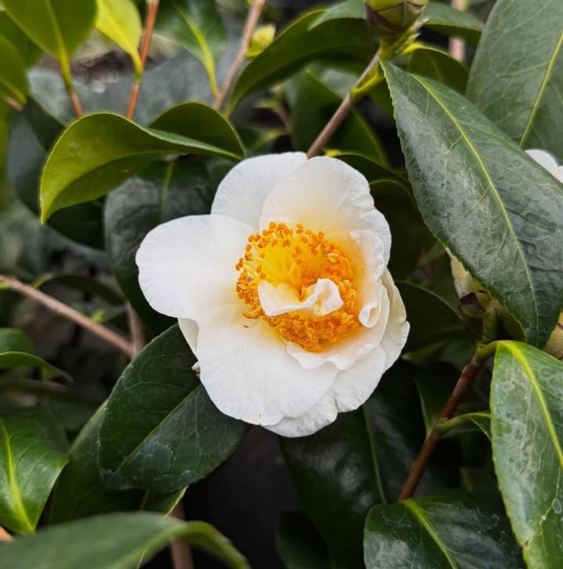 Camellia