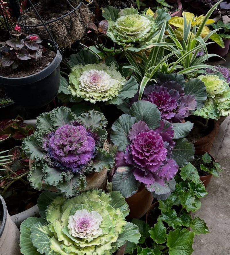 Ornamental Kale And Cabbage