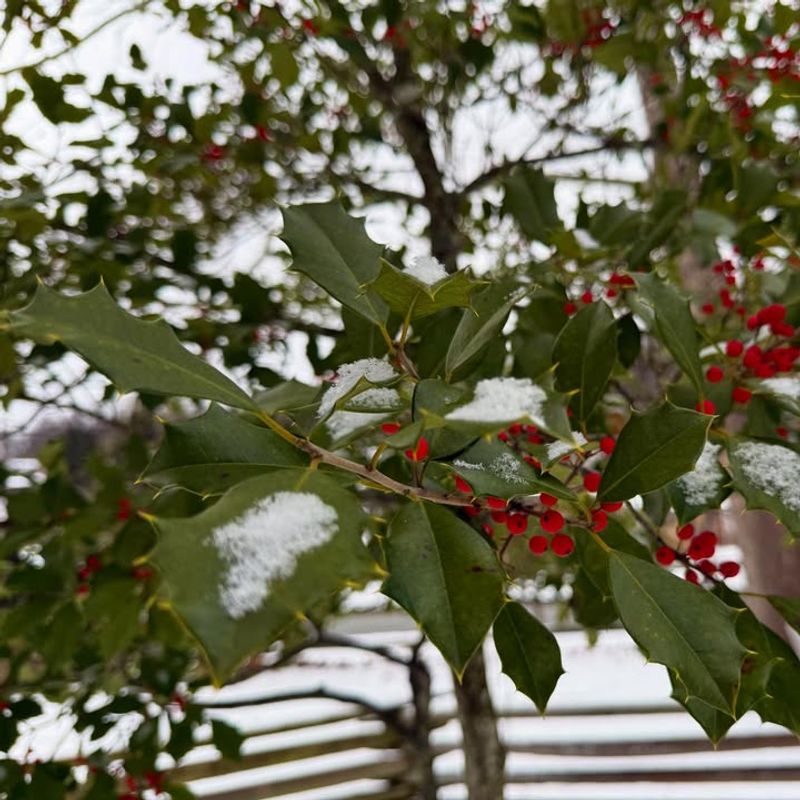 American Holly (Ilex Opaca)