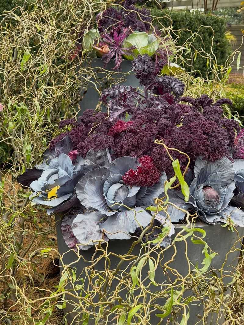 Ornamental Kale And Cabbage