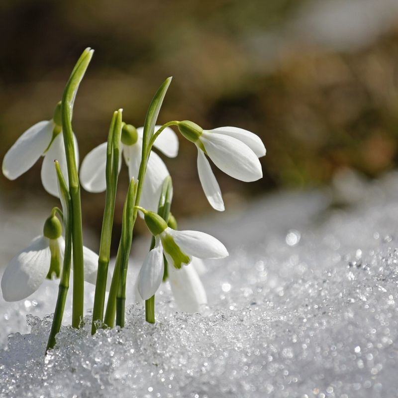 Snowdrops (Galanthus)