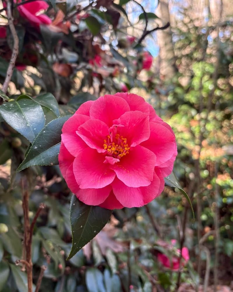 Camellias