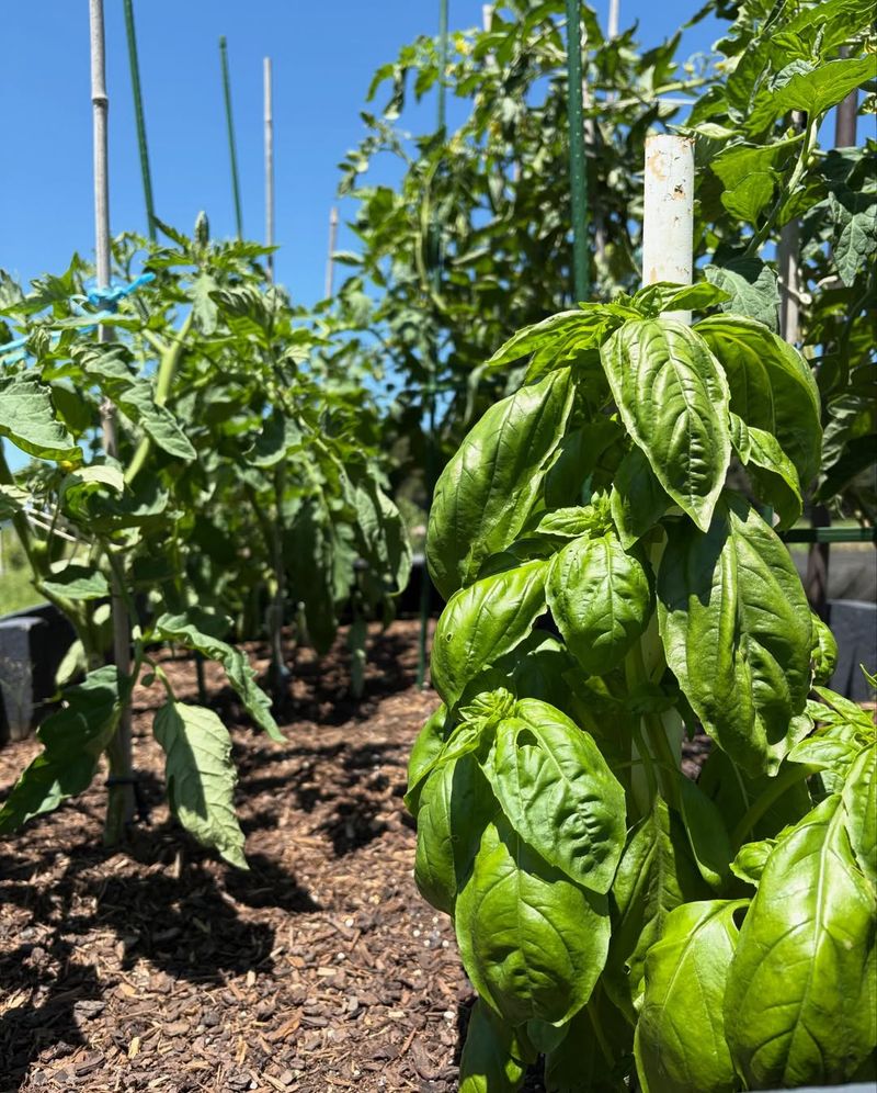 Choose The Right Planting Location With Full Sun Exposure