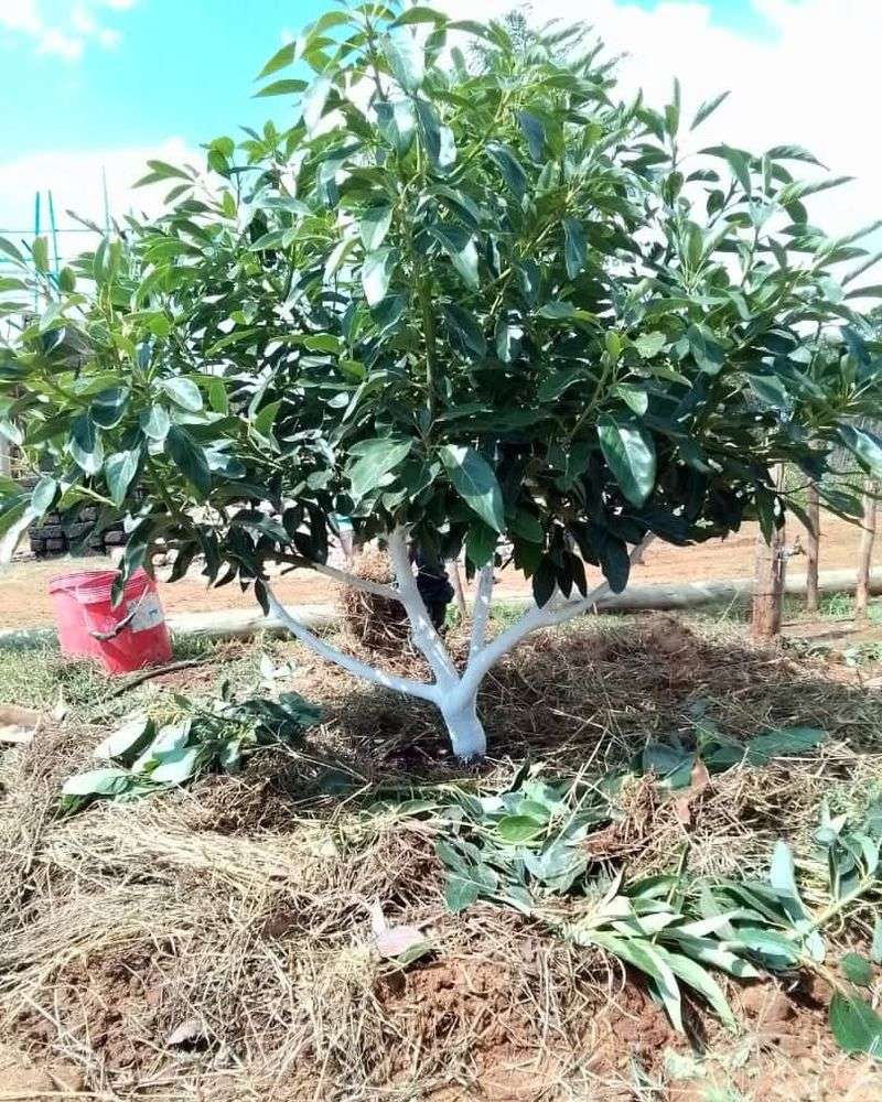 Improves Overall Tree Vigor and Fruit Production