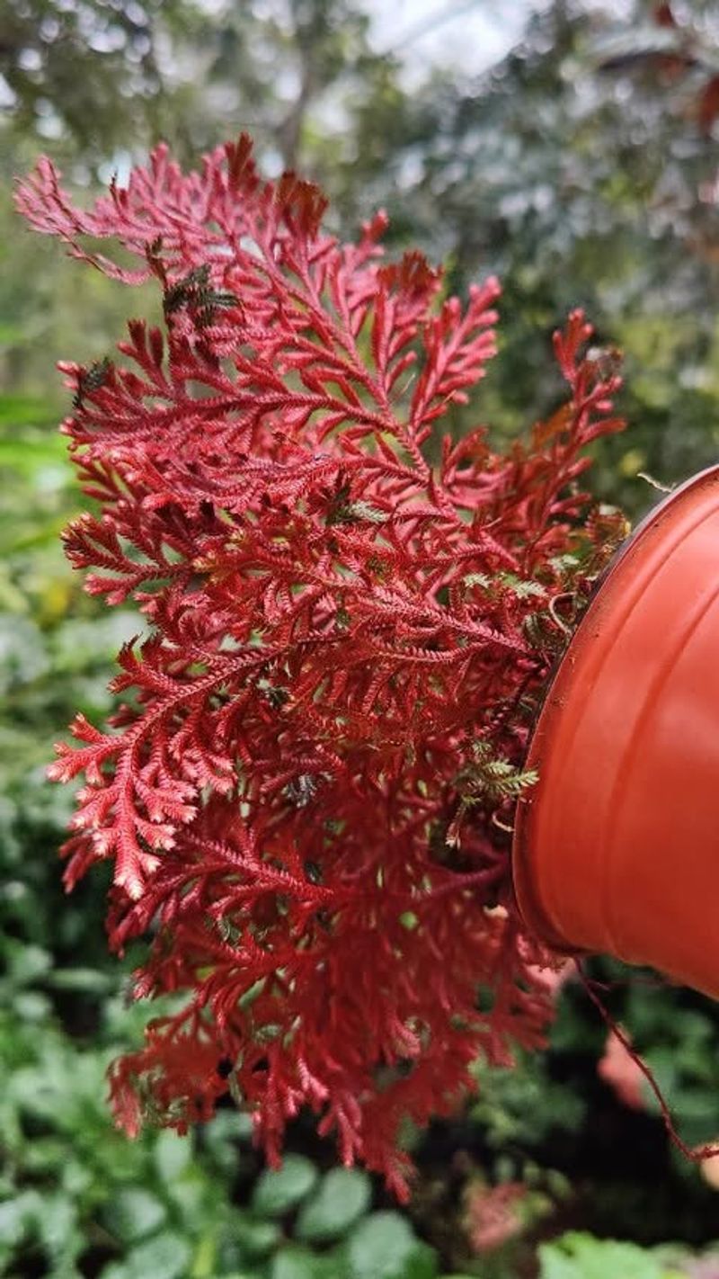 Selaginella Erythropus (Ruby Red Spikemoss)