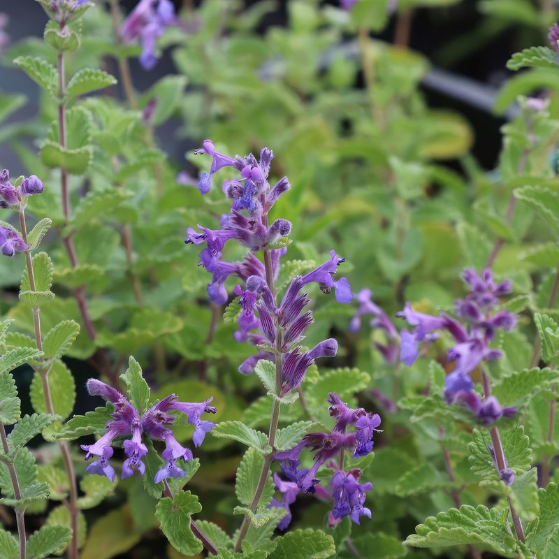 Catmint