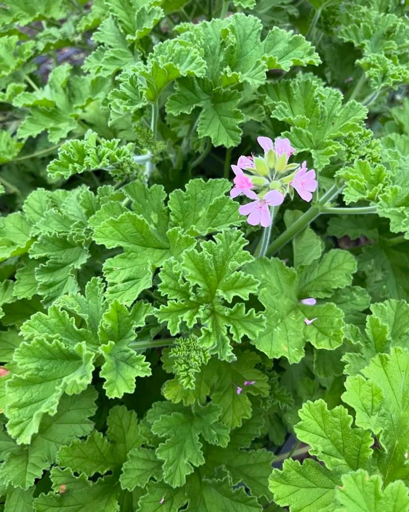 Scented Geranium