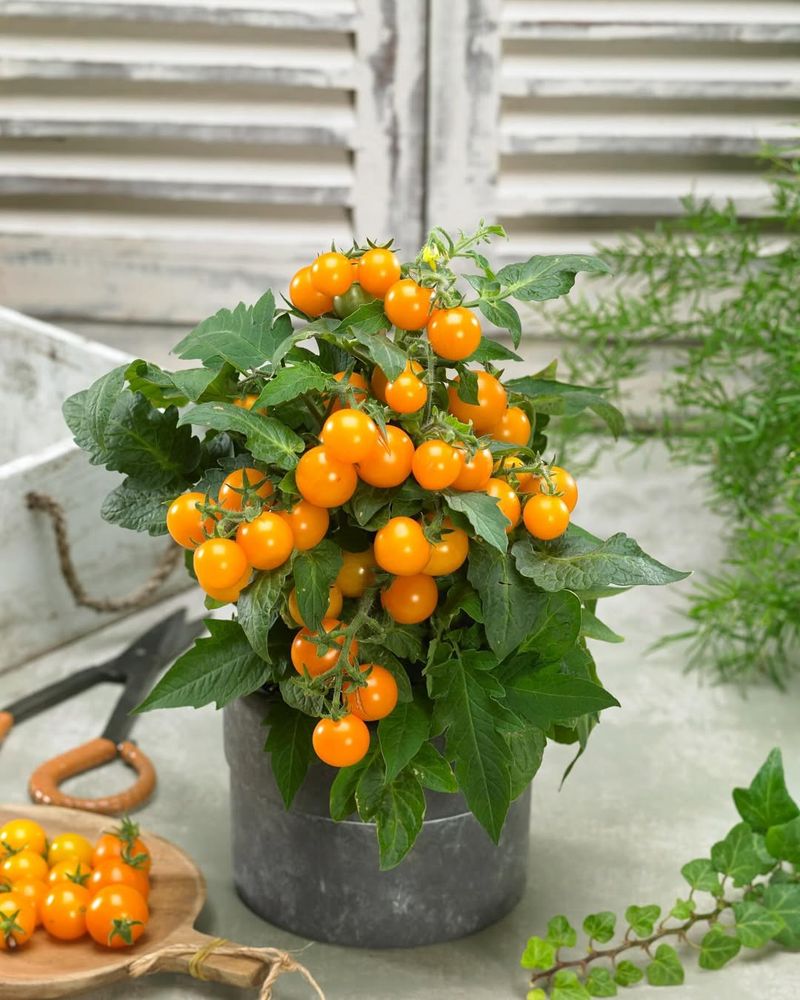 Patio Tomato Pot