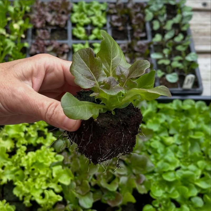 Kale Or Other Cool-Season Greens