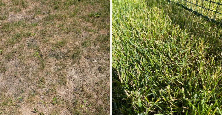 brown grass and green spring grass