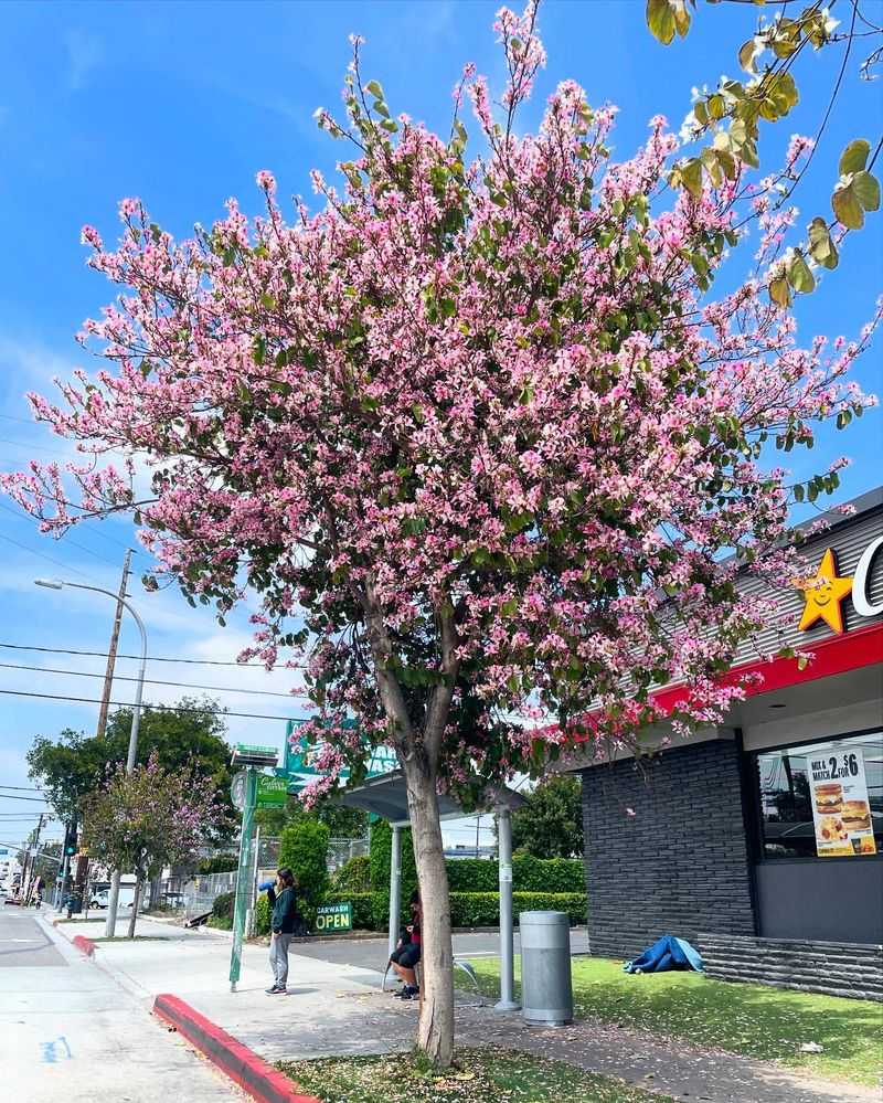 Trees Located In Designated Conservation Or Overlay Zones