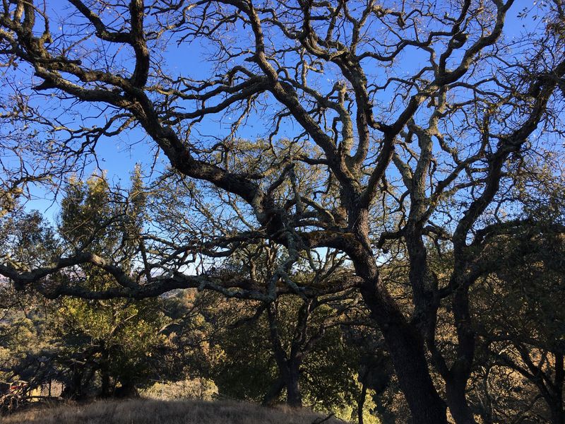 Ordinance-Size Trees