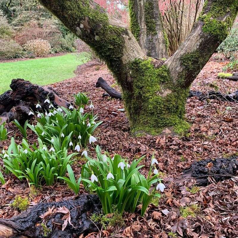 Woodland Park Rose Garden