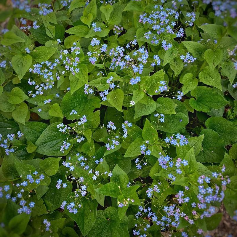 Brunnera (Siberian Bugloss)