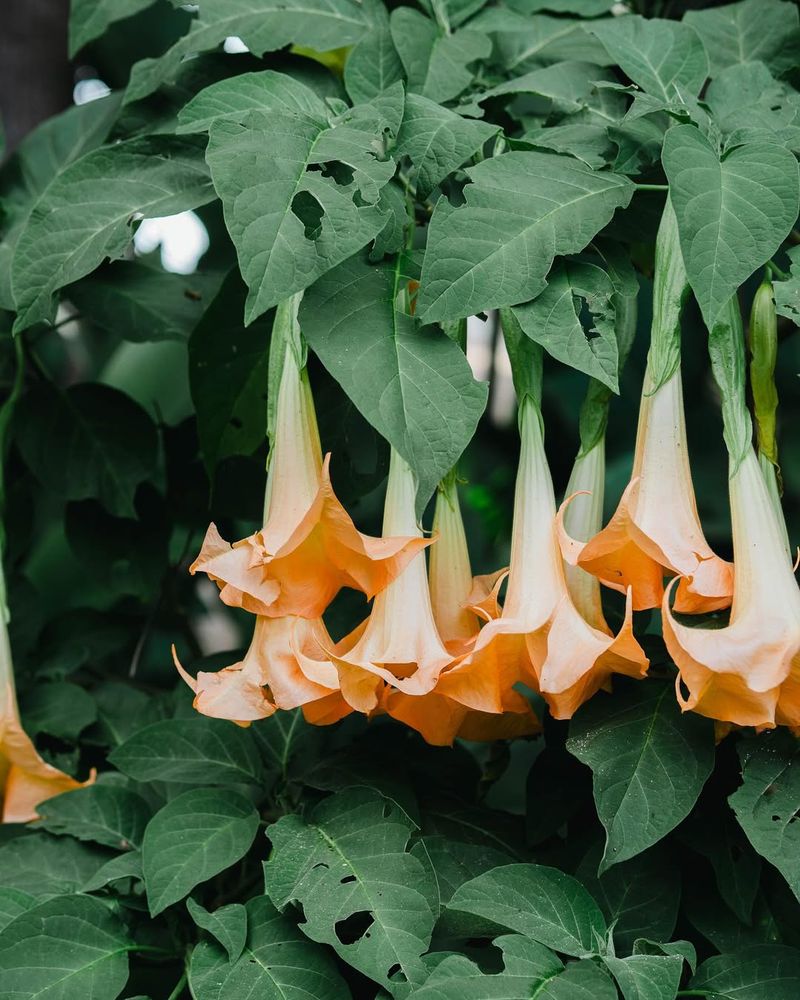 Angel's Trumpet