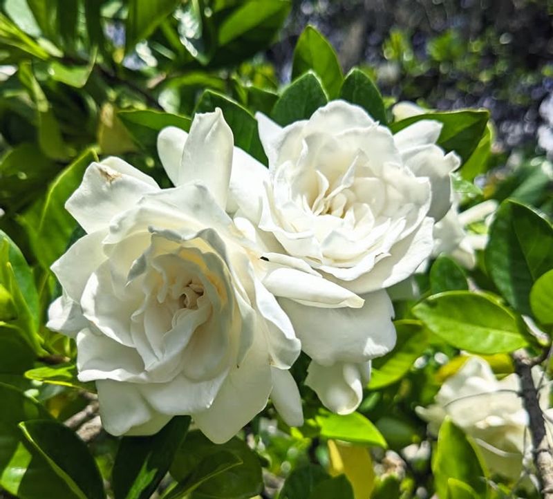Gardenia