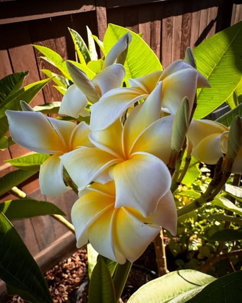 Plumeria