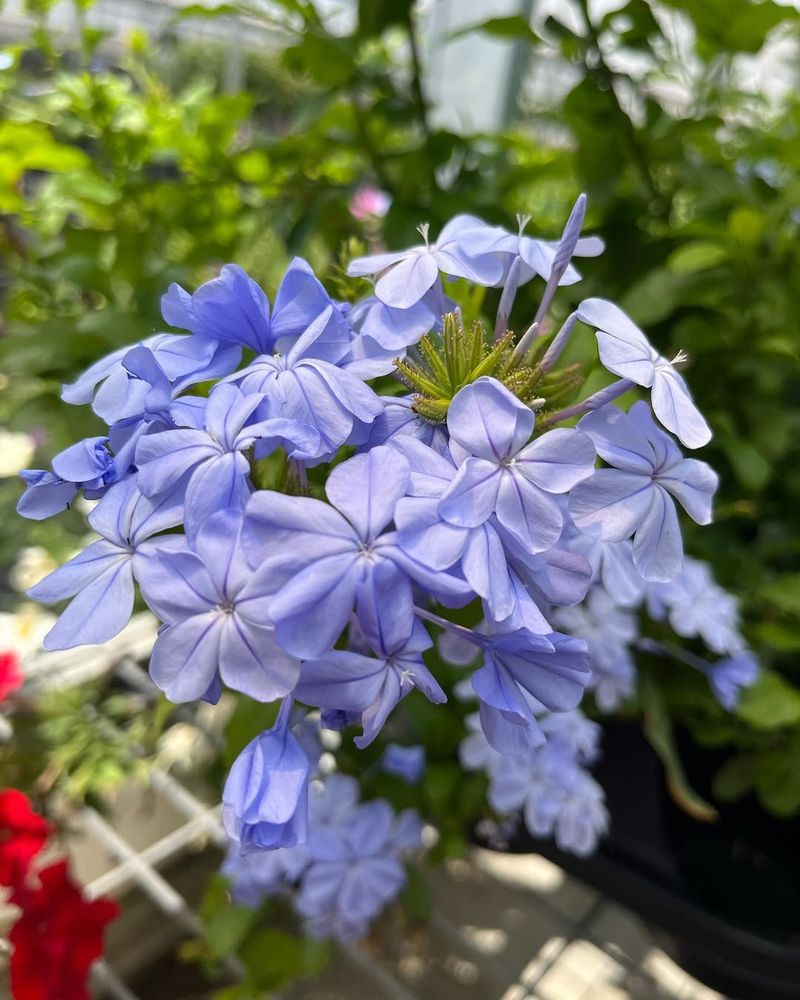 Plumbago Creates Cascades Of Blue Blooms