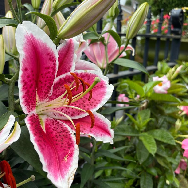 Oriental Lily