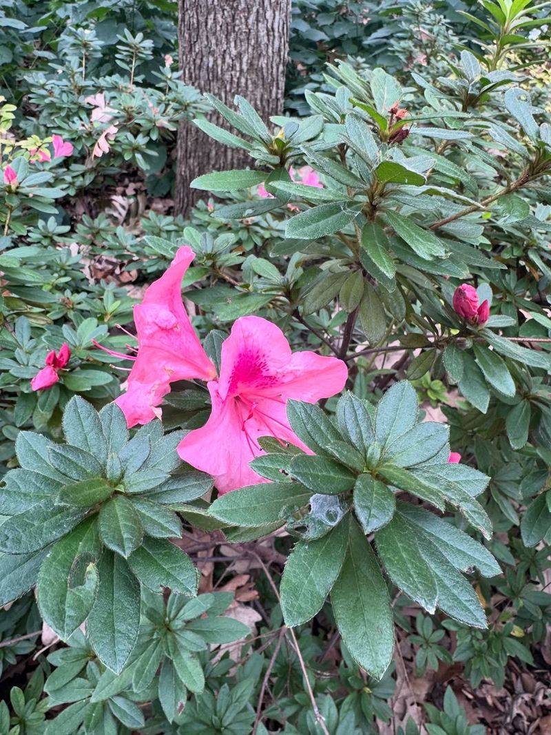 Azalea Bushes
