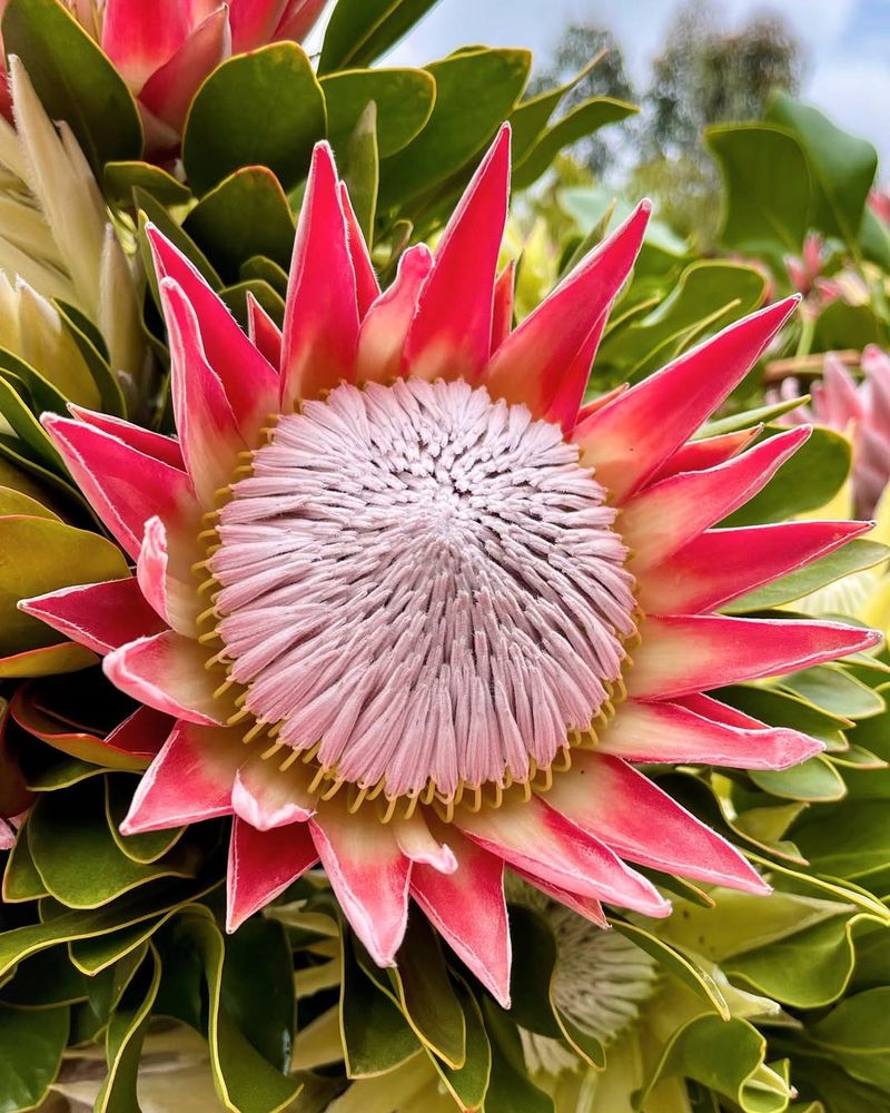 Protea
